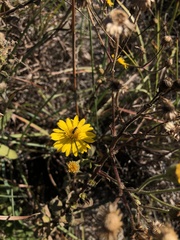Heterotheca
