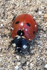 Coccinella septempunctata