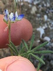 Lupinus bicolor