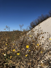 Heterotheca