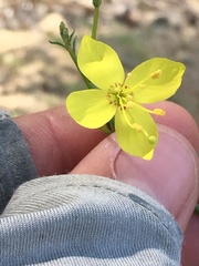 Eulobus californicus