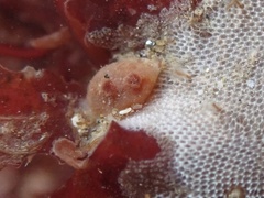 Metandrocarpa taylori