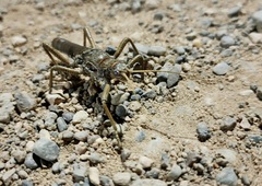 Agathemera millepunctata