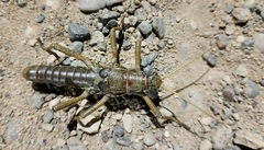 Agathemera millepunctata