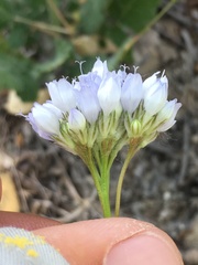 Gilia achilleifolia