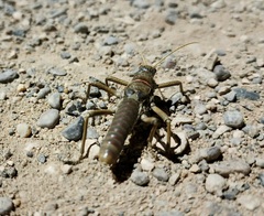 Agathemera millepunctata