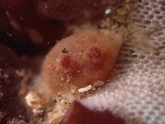 Metandrocarpa taylori