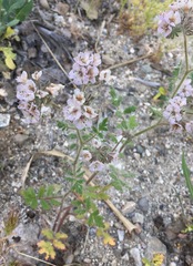 Phacelia cicutaria