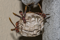 Polistes tenebricosus