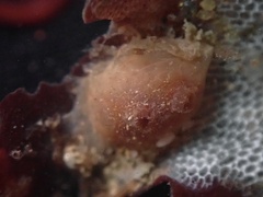 Metandrocarpa taylori