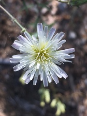 Rafinesquia californica