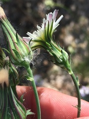 Rafinesquia californica