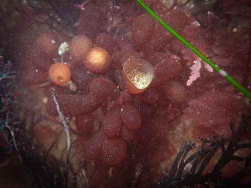 Image of Botryocladia pseudodichotoma by (c) Madeleine Claire, some rights reserved (CC BY)