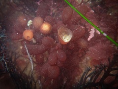 Botryocladia pseudodichotoma