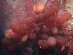 Botryocladia pseudodichotoma