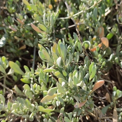 Atriplex portulacoides