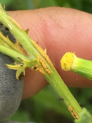 Puccinia lagenophorae