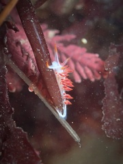 Coryphella trilineata