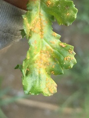 Puccinia lagenophorae