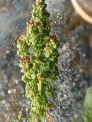 Rumex arcticus