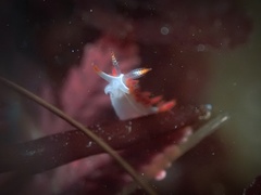 Coryphella trilineata