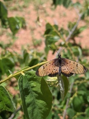 Acraea natalica