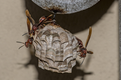 Polistes tenebricosus