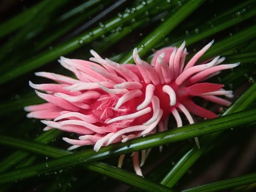 Hopkins' Rose Nudibranch, Cabrillo National Monument, San Diego, California, United States, photo 9 of 10