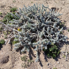 Achillea maritima maritima