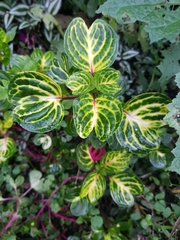 Iresine diffusa herbstii