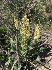 Rumex hymenosepalus