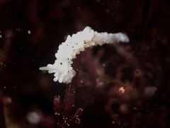 Aegires albopunctatus