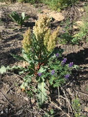 Lupinus succulentus