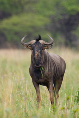 Connochaetes taurinus