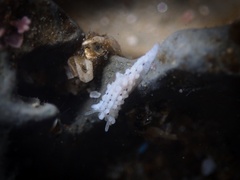 Aegires albopunctatus