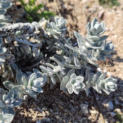 Achillea maritima maritima