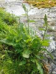 Rumex arcticus