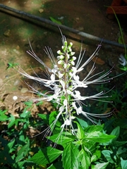 Orthosiphon aristatus