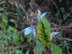 Ecbolium ligustrinum
