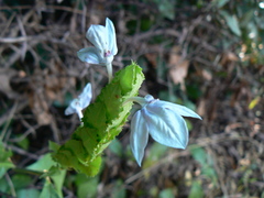 Ecbolium ligustrinum