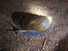 Burtoa nilotica
