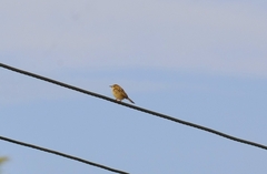 Cisticola juncidis