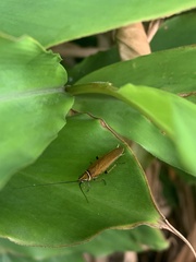 Ellipsidion humerale