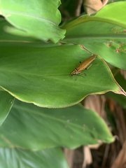 Ellipsidion humerale