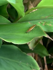 Ellipsidion humerale