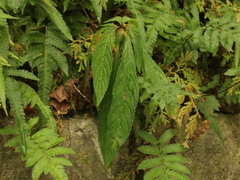 Rhynchotechum discolor