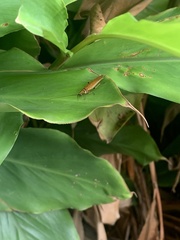 Ellipsidion humerale