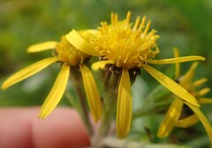 Senecio lugens