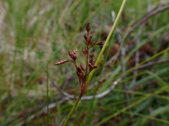Juncus pauciflorus