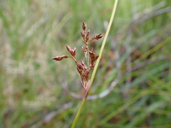 Juncus pauciflorus
